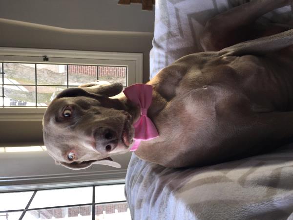 /Images/uploads/Humane Society of Utah/HSU2018/entries/4045thumb.jpg